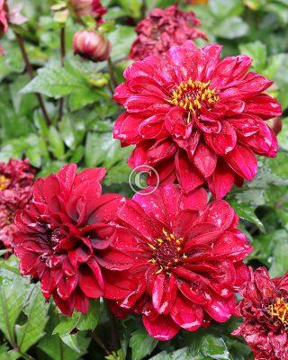 Dahlias