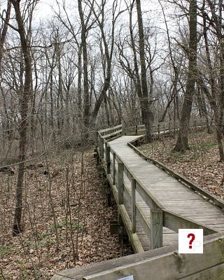 Forest Boardwalk