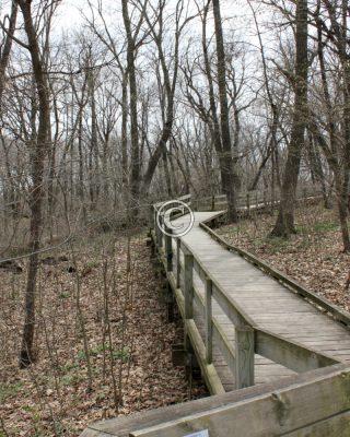 Forest Boardwalk