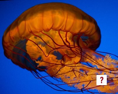 Jellyfish