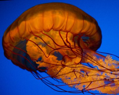 Jellyfish