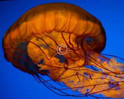Jellyfish
