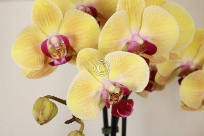 Orchids