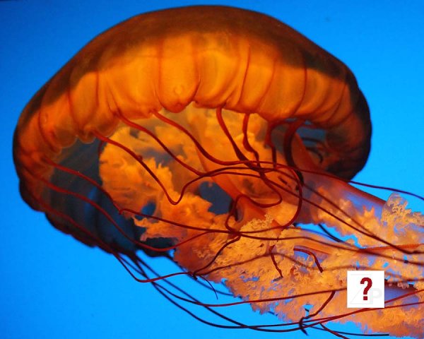 Jelly fish