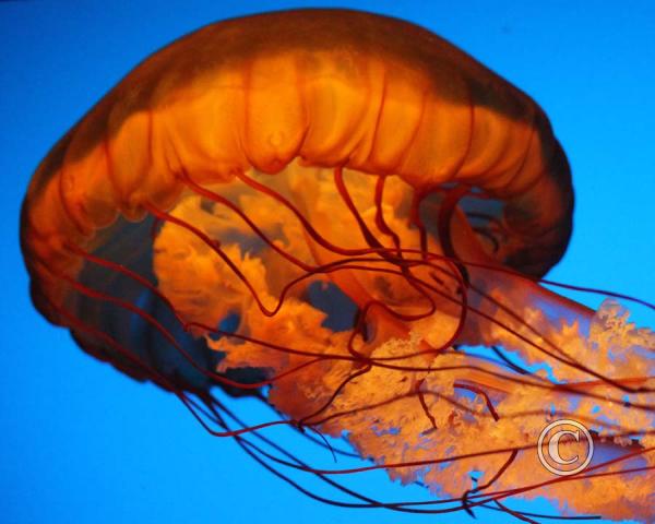 Jelly fish
