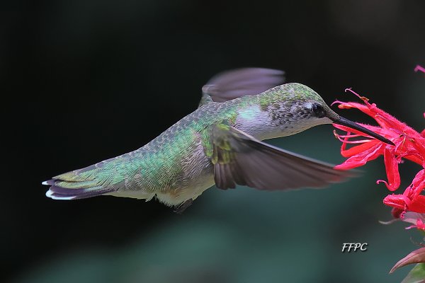008Female Ruby Throated Hummer BH