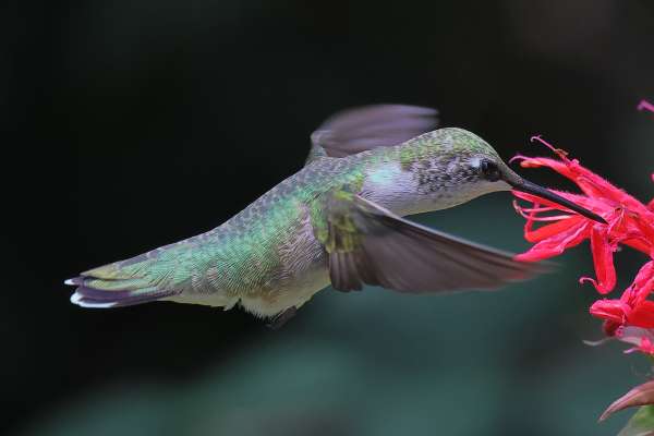 008Female Ruby Throated Hummer BH