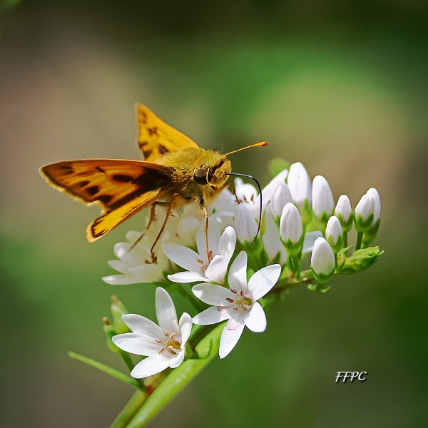 009Fiery Skipper Moth BH