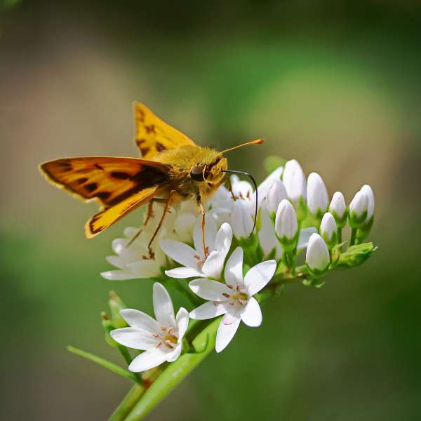 009Fiery Skipper Moth BH