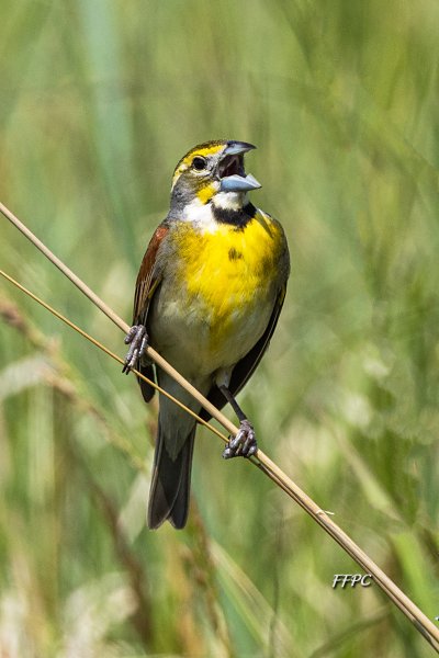 011Donna Gray_Dickcissel_Big Elk-1