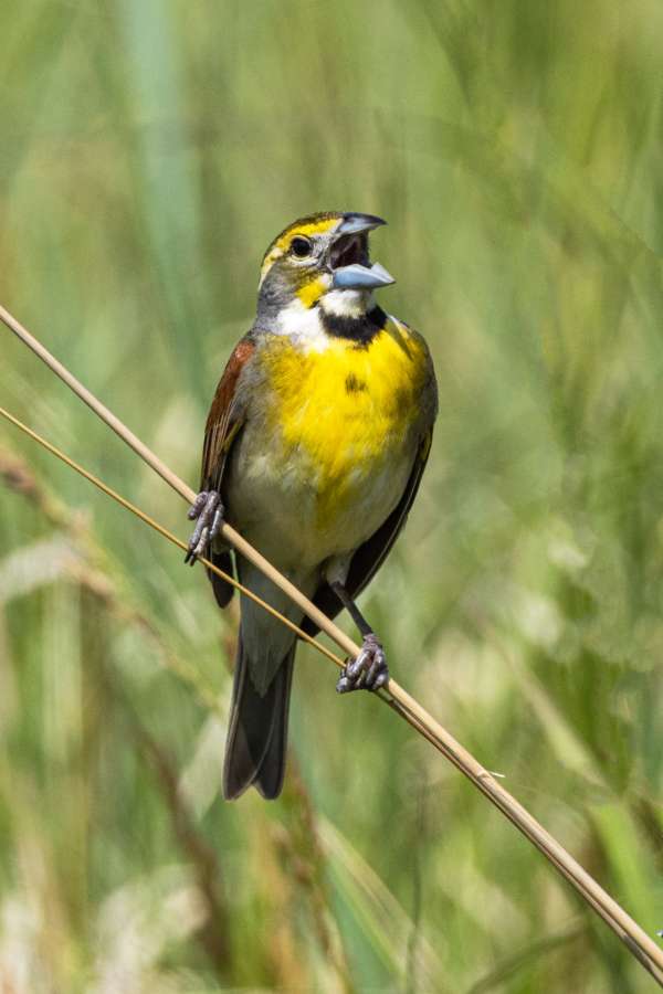011Donna Gray_Dickcissel_Big Elk-1