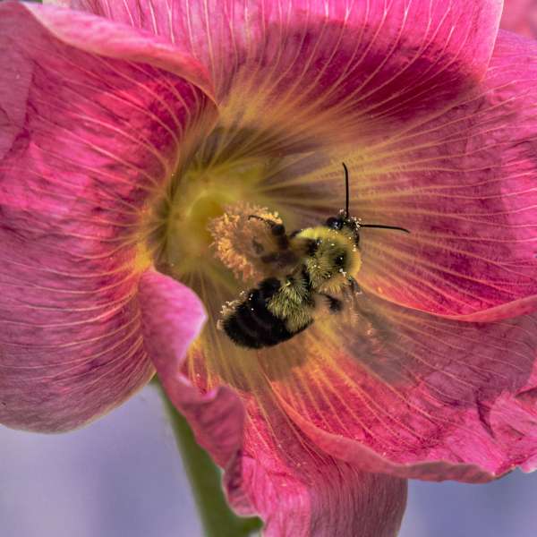 013Donna Gray_Walnut Creek_Bee and Hollyhock -3