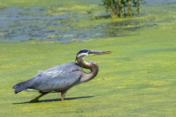 014Donna Gray_Walnut Creek_Heron-4