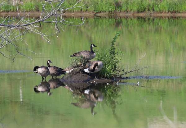 021canada geese