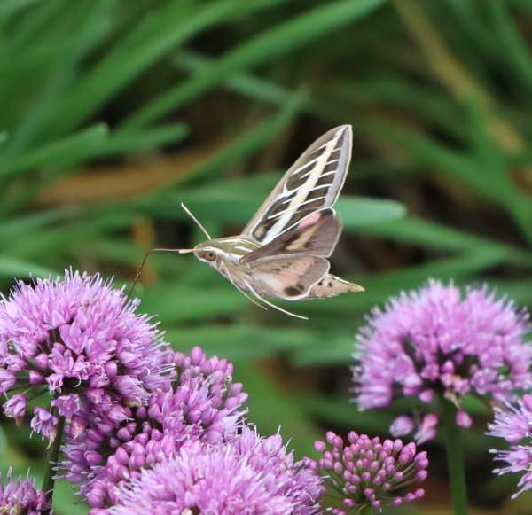 022hummingbirdmoth
