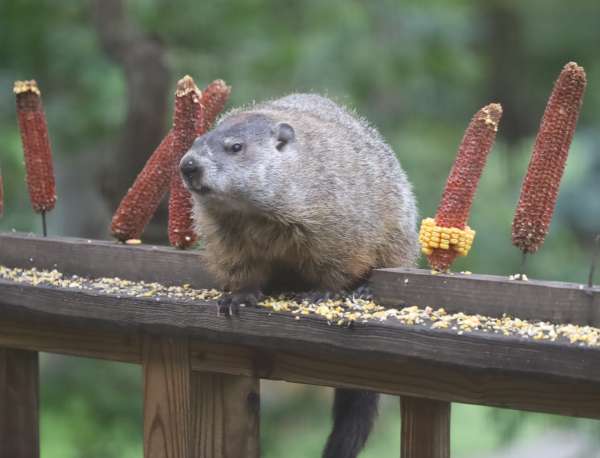 023wood chuck