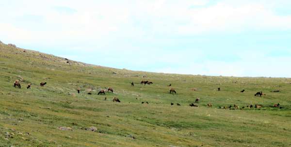 031Elk Estes Park