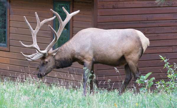 036Elk