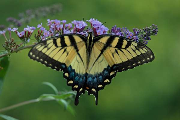 041Butterfly