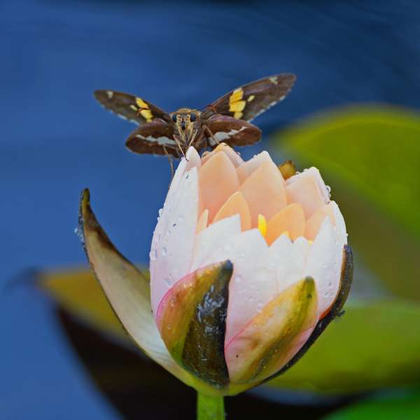 042Moth