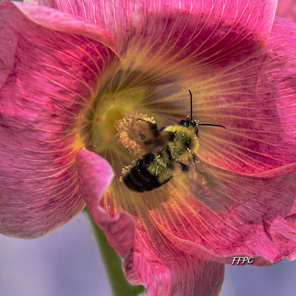 013Donna Gray_Walnut Creek_Bee and Hollyhock -3