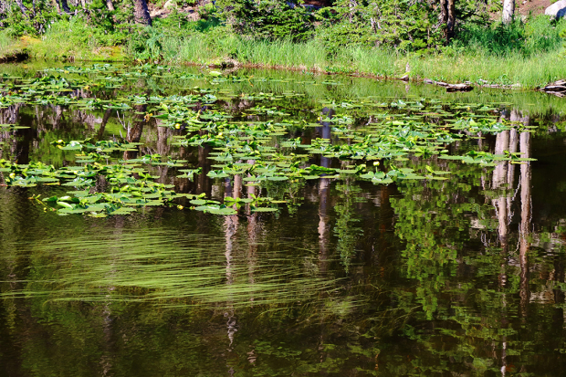 May 21st, 2026 Meeting – Early start 6:30pm @ Camp Brewster - Photograph the Raptors of Fontenelle Forest. @ Camp Brewster