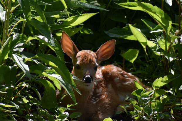 May 21st, 2026 Meeting – Early start 6:30pm @ Camp Brewster - Photograph the Raptors of Fontenelle Forest. @ Camp Brewster