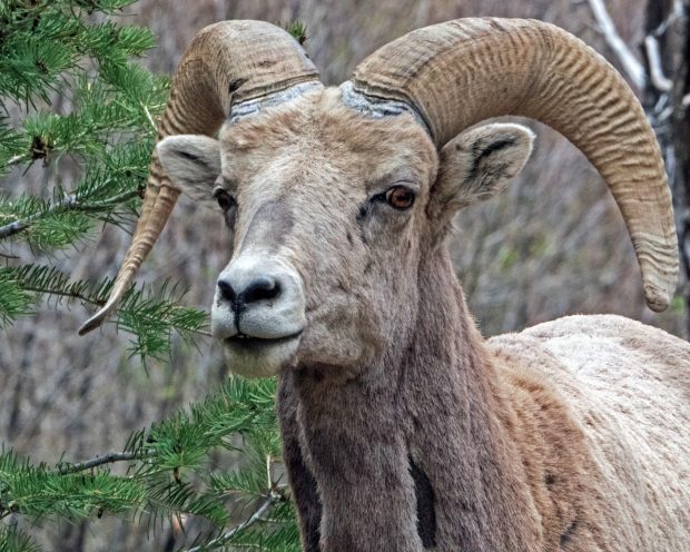 May 21st, 2026 Meeting – Early start 6:30pm @ Camp Brewster - Photograph the Raptors of Fontenelle Forest. @ Camp Brewster