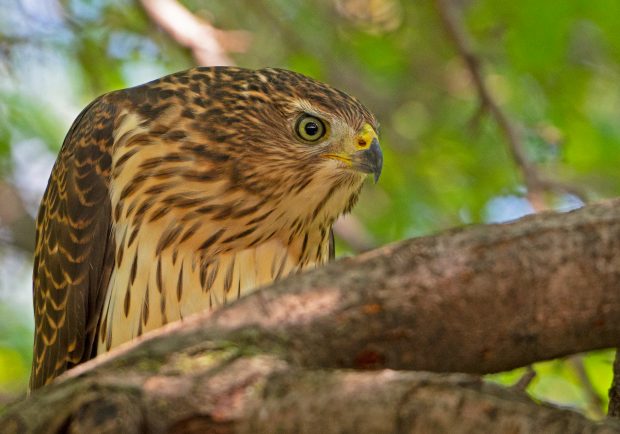 May 21st, 2026 Meeting – Early start 6:30pm @ Camp Brewster - Photograph the Raptors of Fontenelle Forest. @ Camp Brewster