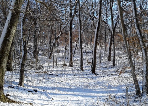 May 21st, 2026 Meeting – Early start 6:30pm @ Camp Brewster - Photograph the Raptors of Fontenelle Forest. @ Camp Brewster