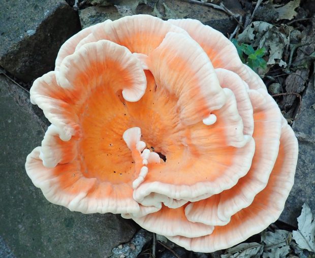 May 21st, 2026 Meeting – Early start 6:30pm @ Camp Brewster - Photograph the Raptors of Fontenelle Forest. @ Camp Brewster