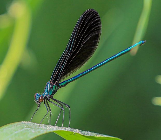May 21st, 2026 Meeting – Early start 6:30pm @ Camp Brewster - Photograph the Raptors of Fontenelle Forest. @ Camp Brewster