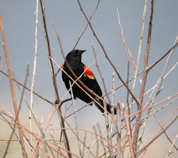May 21st, 2026 Meeting – Early start 6:30pm @ Camp Brewster - Photograph the Raptors of Fontenelle Forest. @ Camp Brewster