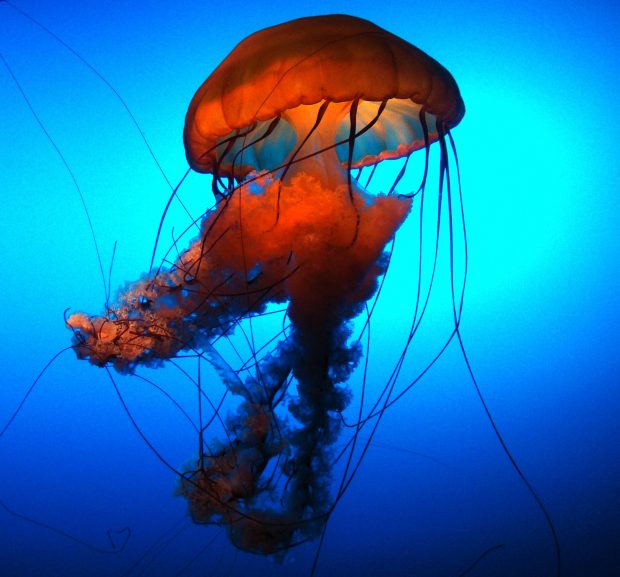 May 21st, 2026 Meeting – Early start 6:30pm @ Camp Brewster - Photograph the Raptors of Fontenelle Forest. @ Camp Brewster