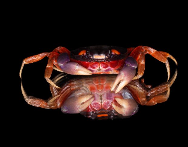 May 21st, 2026 Meeting – Early start 6:30pm @ Camp Brewster - Photograph the Raptors of Fontenelle Forest. @ Camp Brewster