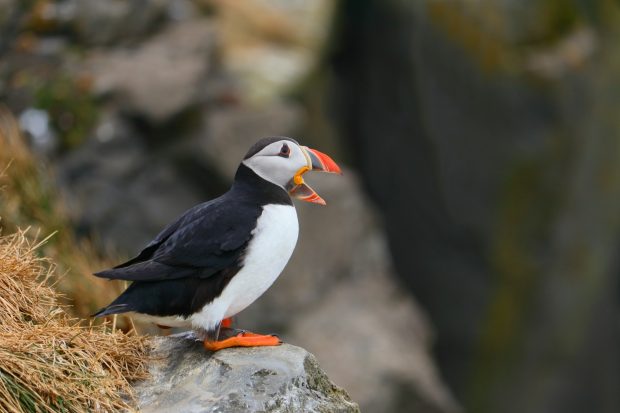 May 21st, 2026 Meeting – Early start 6:30pm @ Camp Brewster - Photograph the Raptors of Fontenelle Forest. @ Camp Brewster