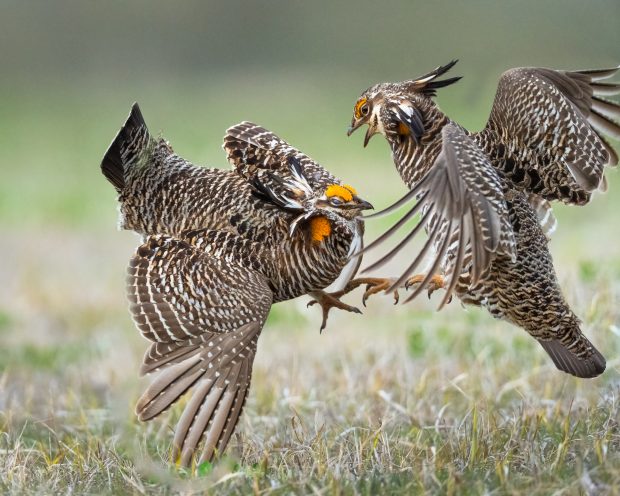 May 21st, 2026 Meeting – Early start 6:30pm @ Camp Brewster - Photograph the Raptors of Fontenelle Forest. @ Camp Brewster