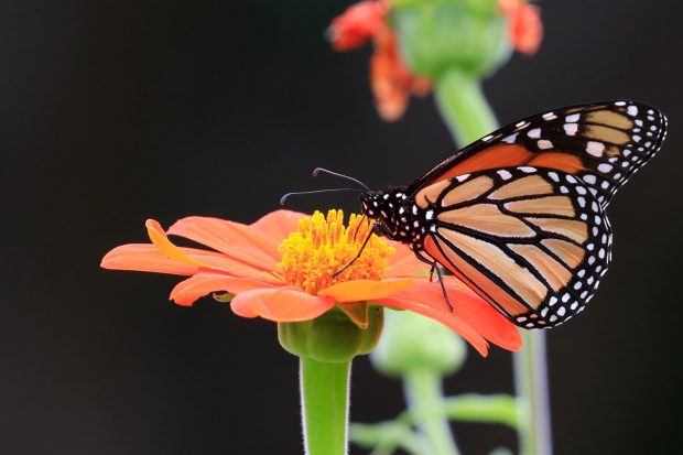 May 21st, 2026 Meeting – Early start 6:30pm @ Camp Brewster - Photograph the Raptors of Fontenelle Forest. @ Camp Brewster