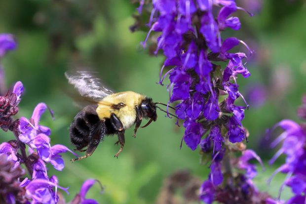 May 21st, 2026 Meeting – Early start 6:30pm @ Camp Brewster - Photograph the Raptors of Fontenelle Forest. @ Camp Brewster