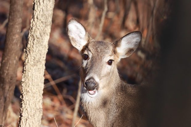 May 21st, 2026 Meeting – Early start 6:30pm @ Camp Brewster - Photograph the Raptors of Fontenelle Forest. @ Camp Brewster