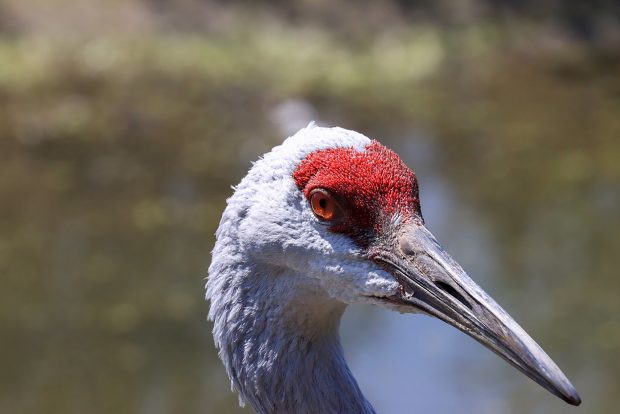 May 21st, 2026 Meeting – Early start 6:30pm @ Camp Brewster - Photograph the Raptors of Fontenelle Forest. @ Camp Brewster