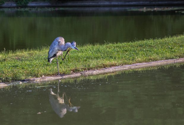 May 21st, 2026 Meeting – Early start 6:30pm @ Camp Brewster - Photograph the Raptors of Fontenelle Forest. @ Camp Brewster