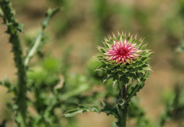 May 21st, 2026 Meeting – Early start 6:30pm @ Camp Brewster - Photograph the Raptors of Fontenelle Forest. @ Camp Brewster
