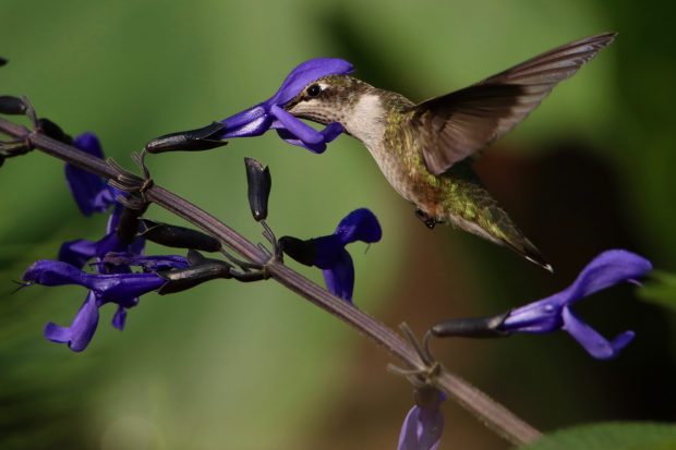 May 21st, 2026 Meeting – Early start 6:30pm @ Camp Brewster - Photograph the Raptors of Fontenelle Forest. @ Camp Brewster