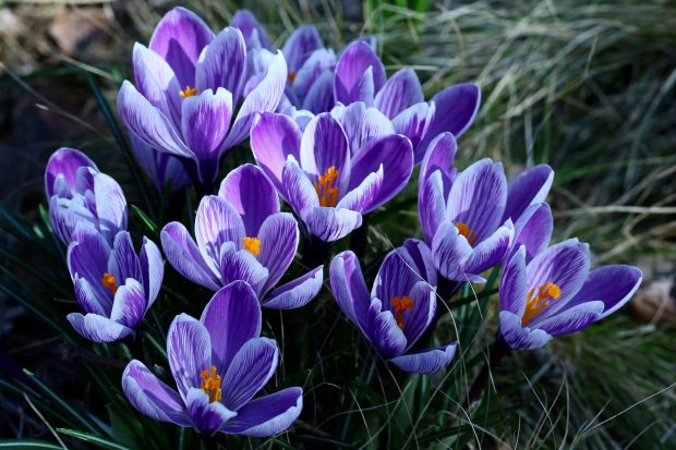 May 21st, 2026 Meeting – Early start 6:30pm @ Camp Brewster - Photograph the Raptors of Fontenelle Forest. @ Camp Brewster