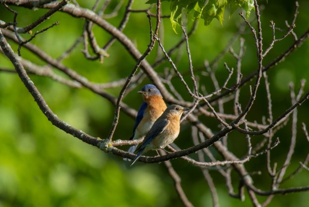 May 21st, 2026 Meeting – Early start 6:30pm @ Camp Brewster - Photograph the Raptors of Fontenelle Forest. @ Camp Brewster