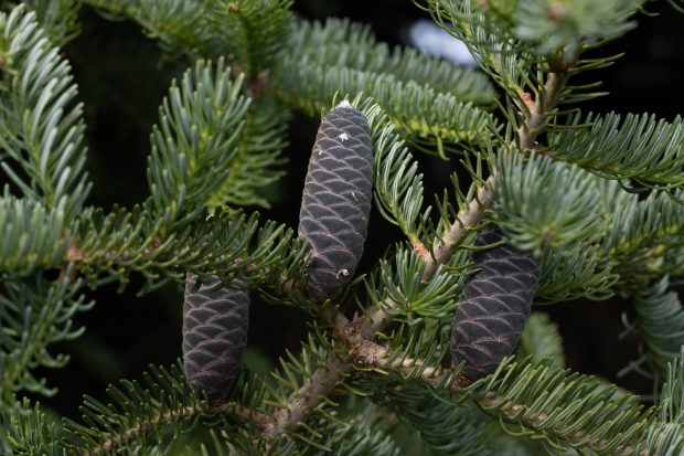 May 21st, 2026 Meeting – Early start 6:30pm @ Camp Brewster - Photograph the Raptors of Fontenelle Forest. @ Camp Brewster