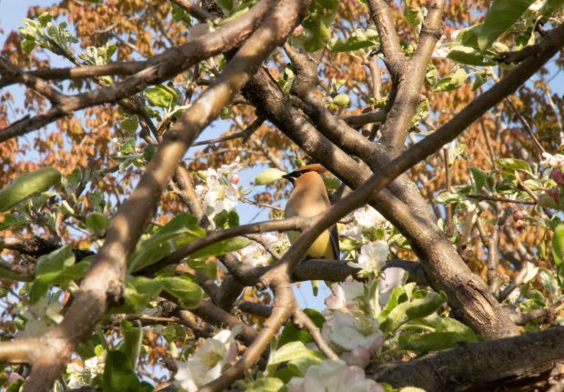 May 21st, 2026 Meeting – Early start 6:30pm @ Camp Brewster - Photograph the Raptors of Fontenelle Forest. @ Camp Brewster