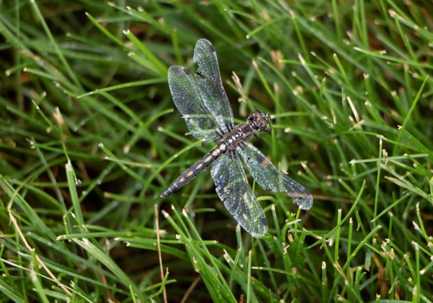 May 21st, 2026 Meeting – Early start 6:30pm @ Camp Brewster - Photograph the Raptors of Fontenelle Forest. @ Camp Brewster