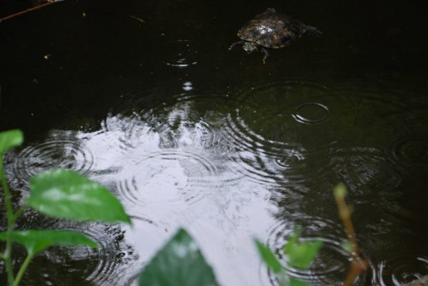 May 21st, 2026 Meeting – Early start 6:30pm @ Camp Brewster - Photograph the Raptors of Fontenelle Forest. @ Camp Brewster